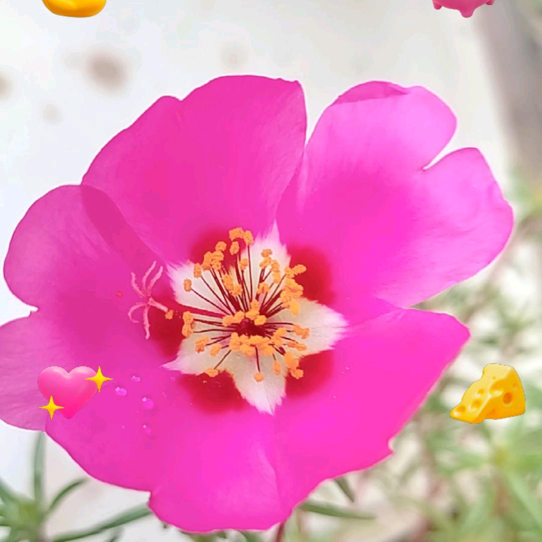 平安喜乐（尿毒症女孩）