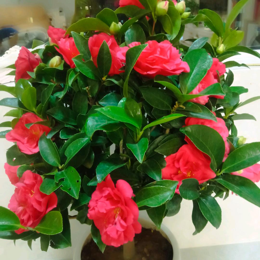 光彩德国都芳漆🍎