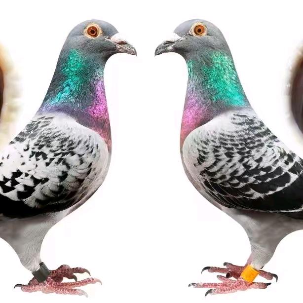 德财鸽子用品店