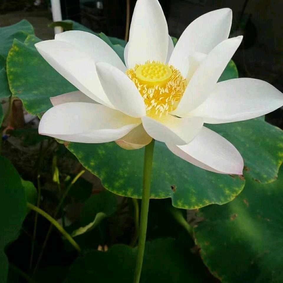 做一个真正的自己