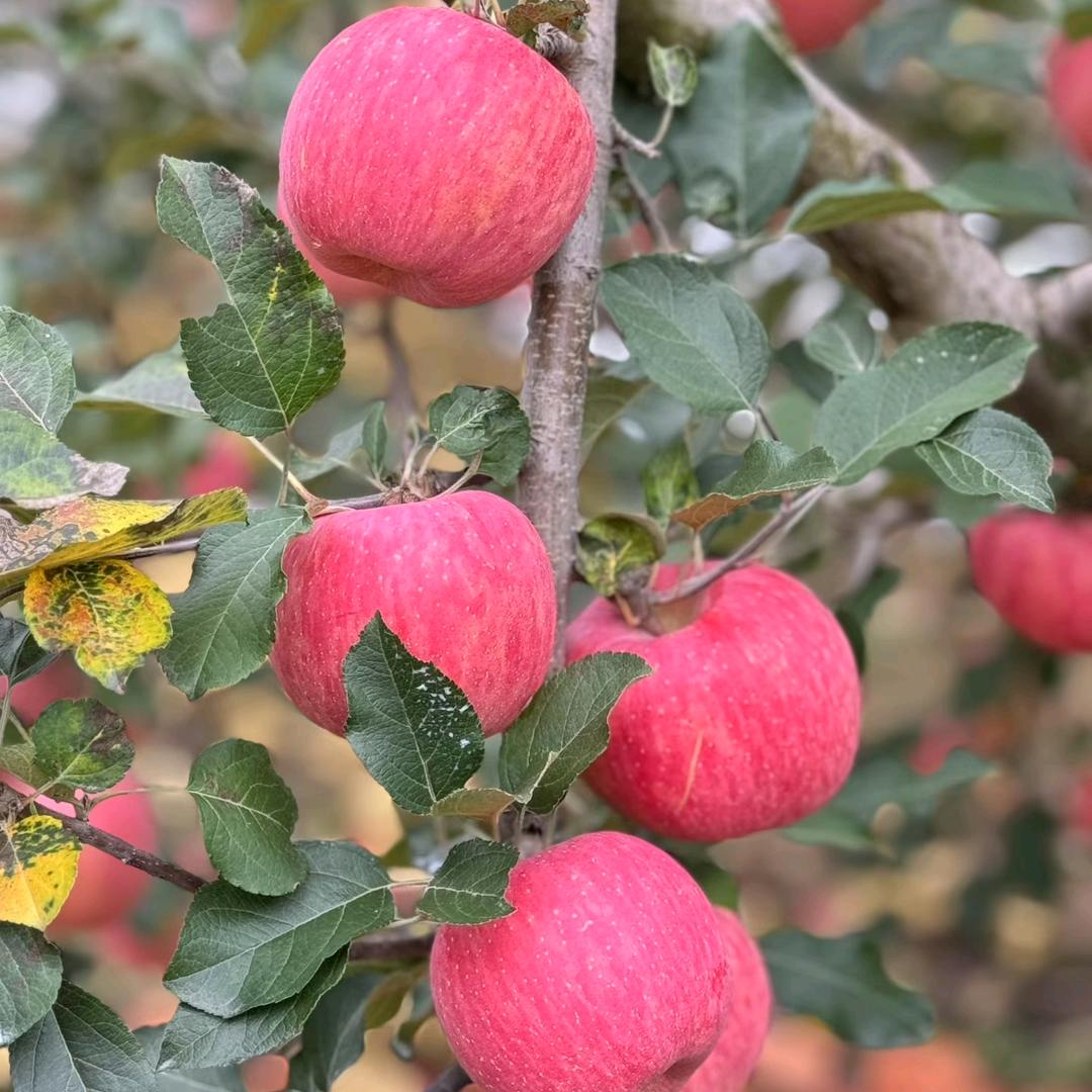 洛川红富士产地直发