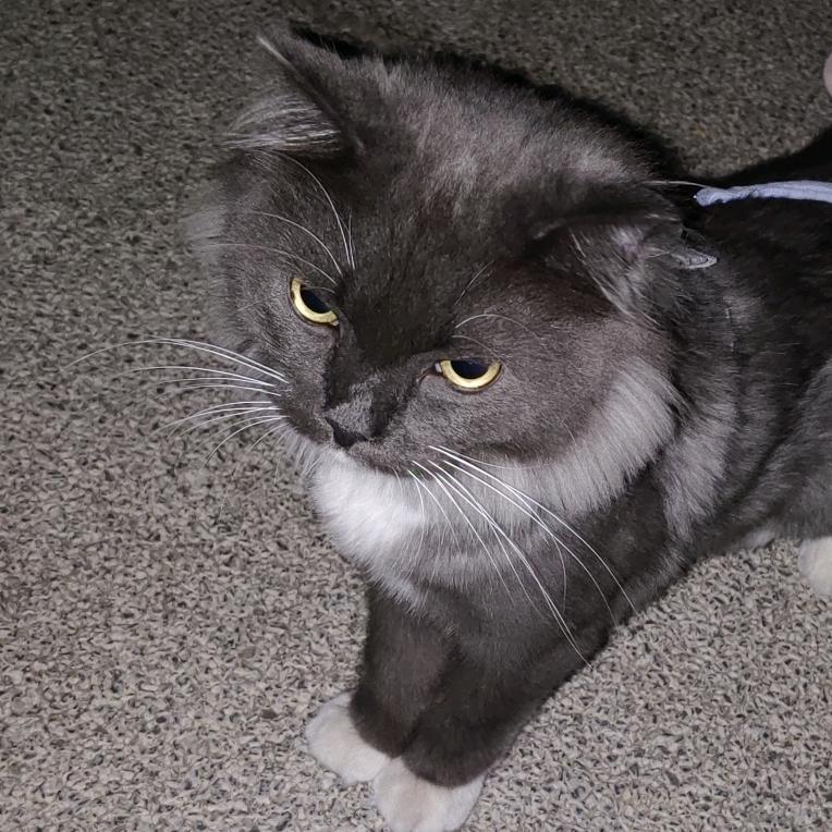 猫