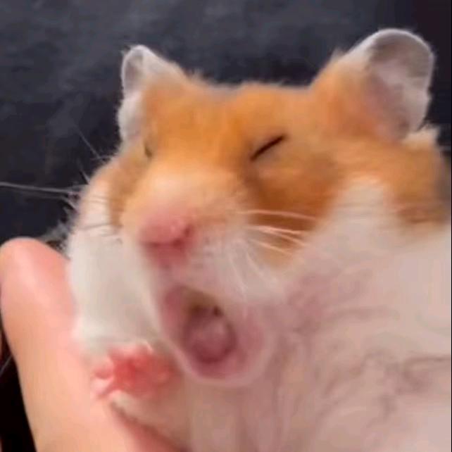 大碗（三角洲行动）