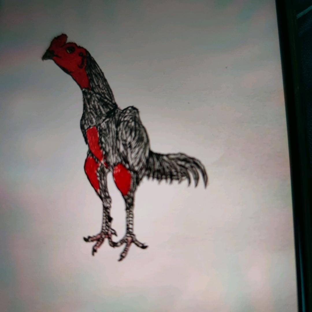 缅鸡养殖场 交友