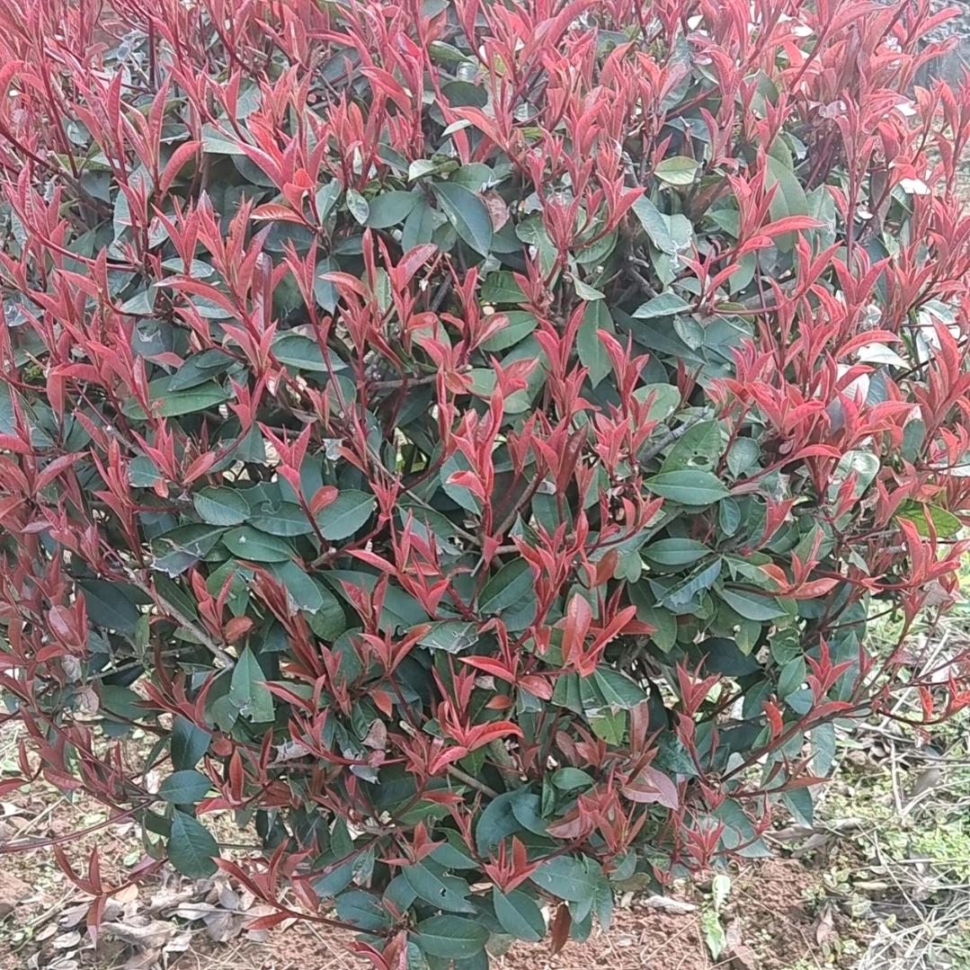意