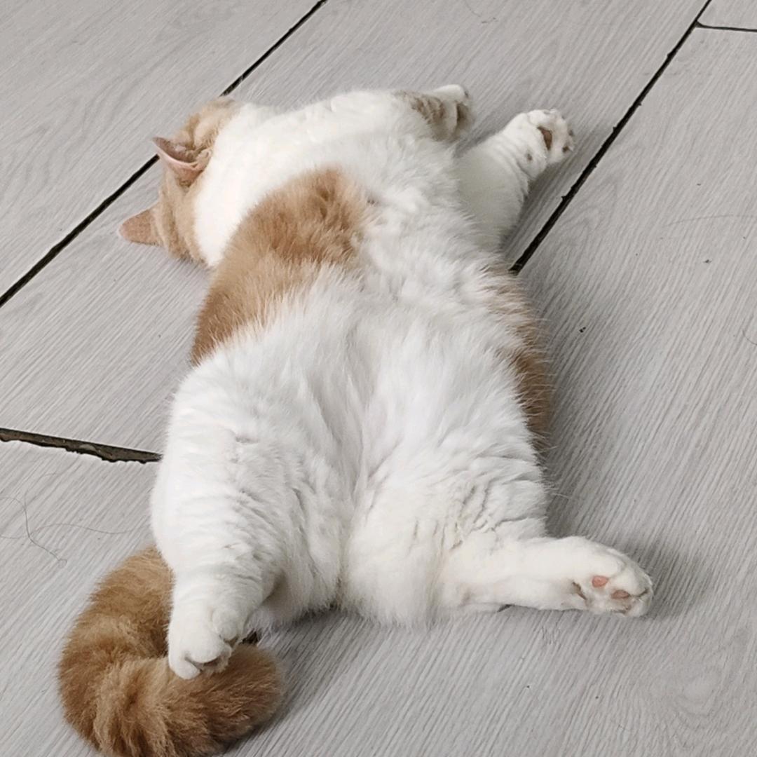 张六六（求关注版）