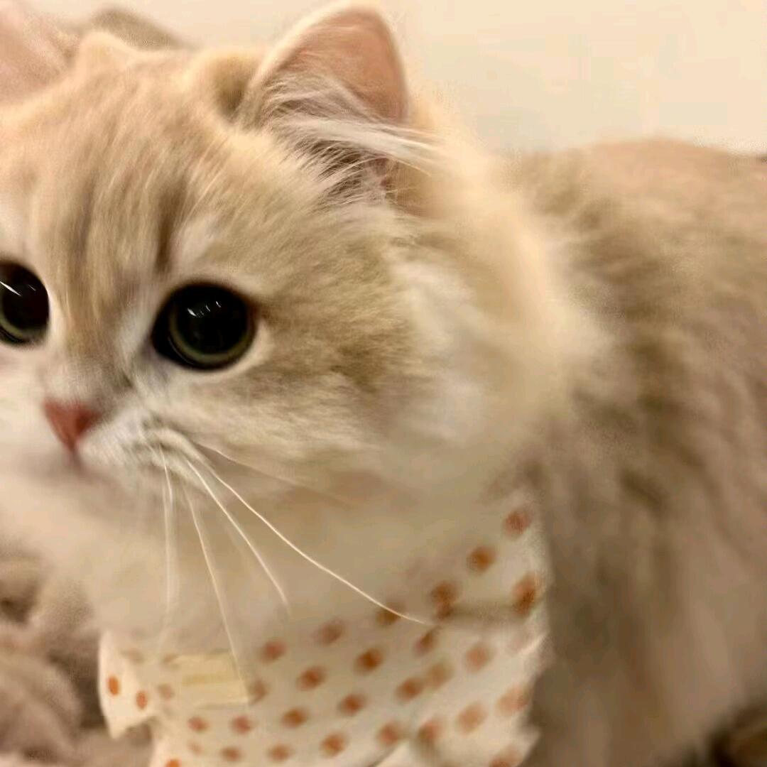 是谁拿走了我的白色猫咪袜