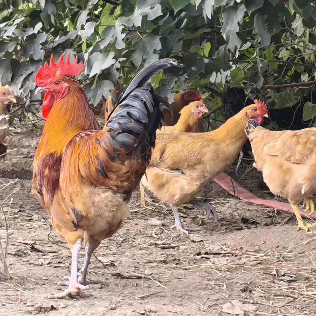 A湖熟散养土鸡场