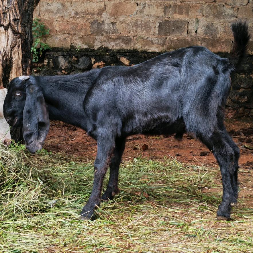 兴盛羊业养殖基地