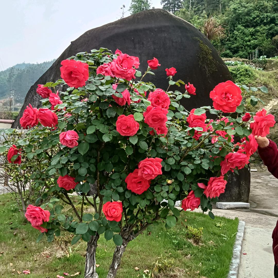 ❤💕红