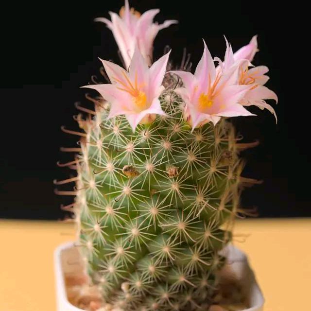 草莓