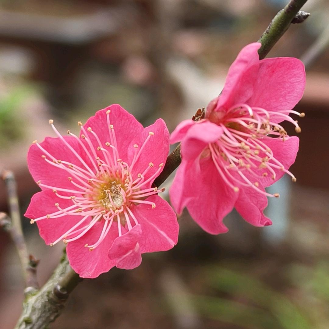 重庆市大足区老三梅花种植基地