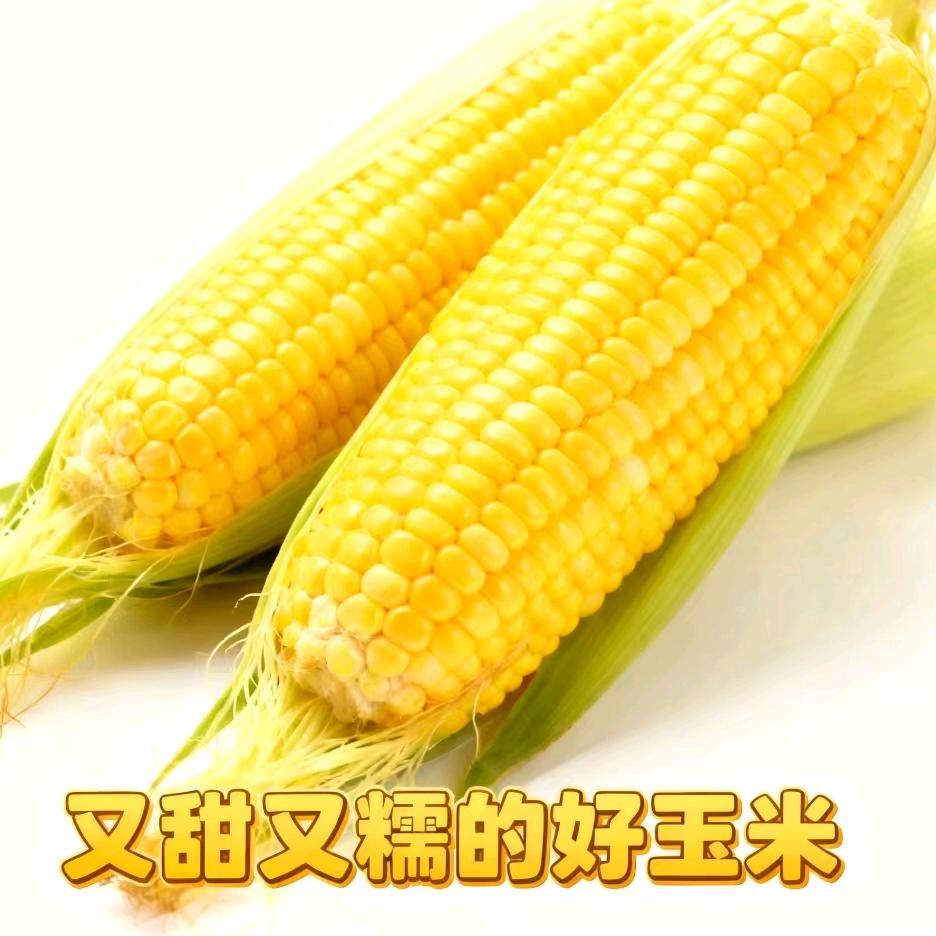 香糯玉米