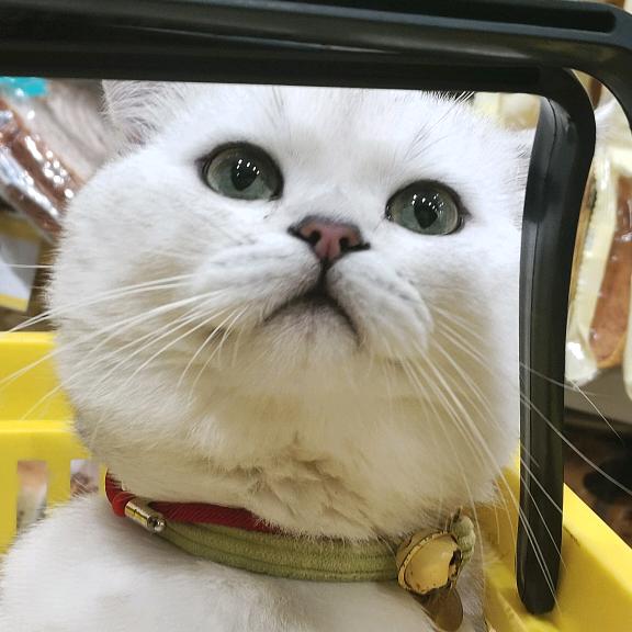 姒羽