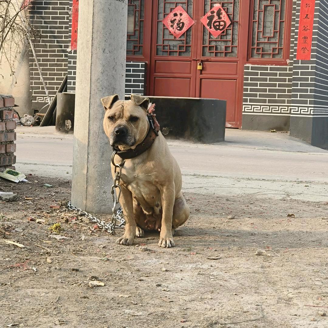 小目标猎犬爱好者