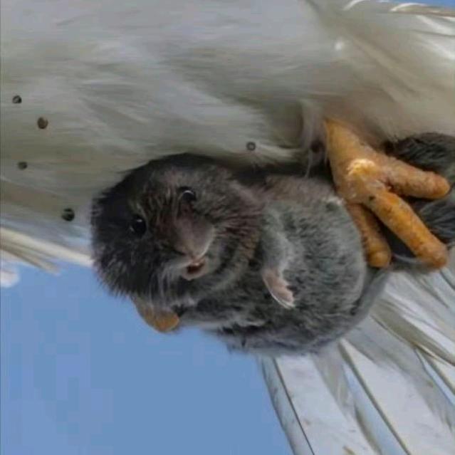 来自南极最北边的信号塔上的麻瓜