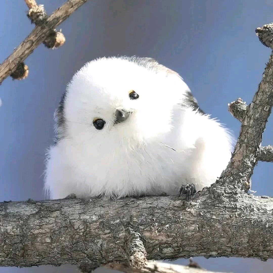 不会飞的长山尾北雀