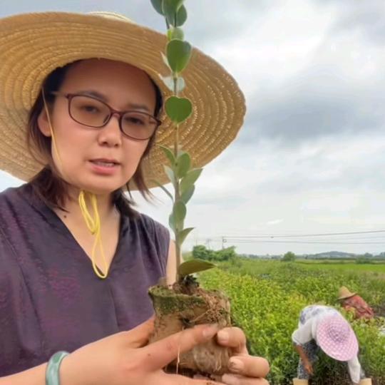 油茶苗和油茶树苗