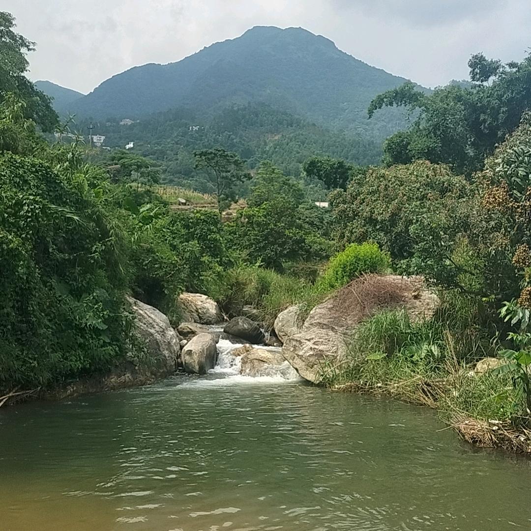 小张绿植（桃金娘）