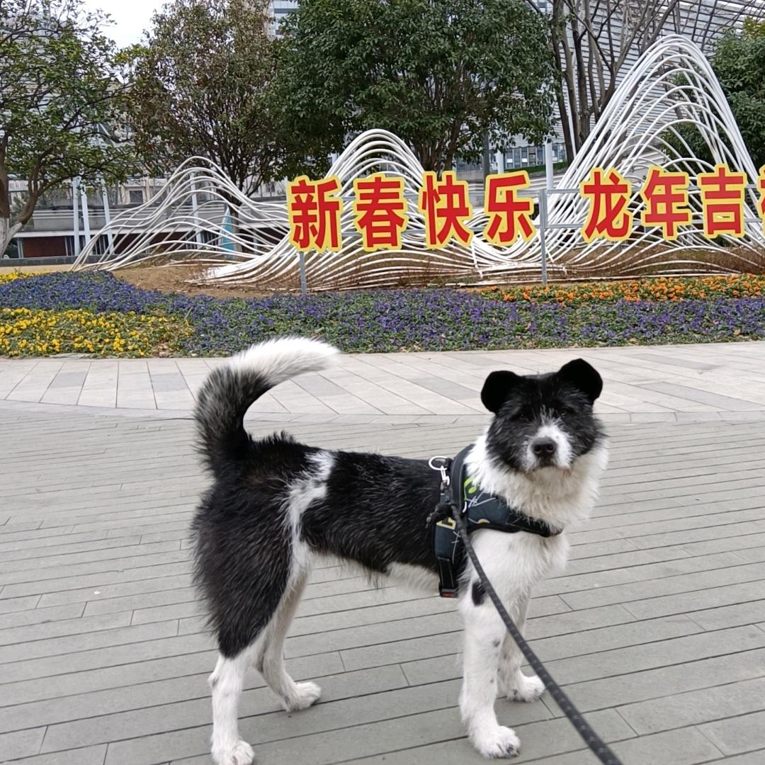 刘谱雪