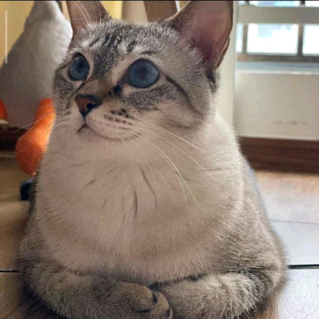 凉拌香菜炒土豆