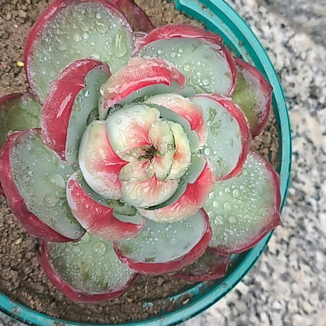 知竹常乐😀🌈🌈