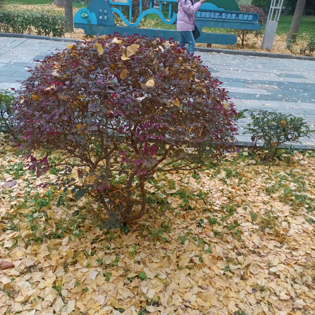 🥰幸福🥰安康🥰🥰