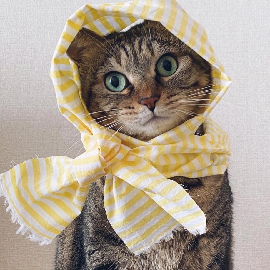 可这一点儿也不酷