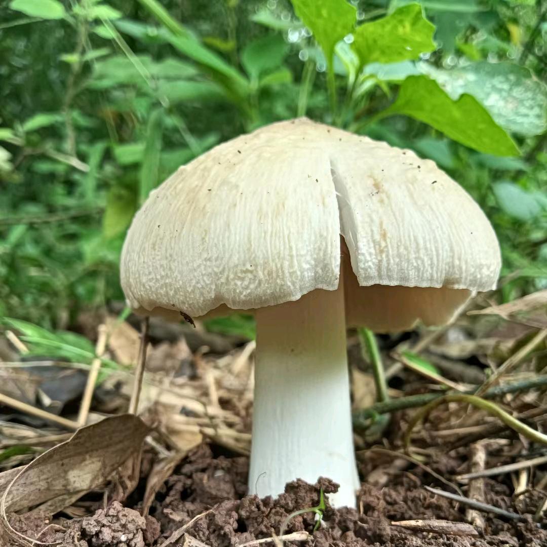 仁寿小吴斗鸡公