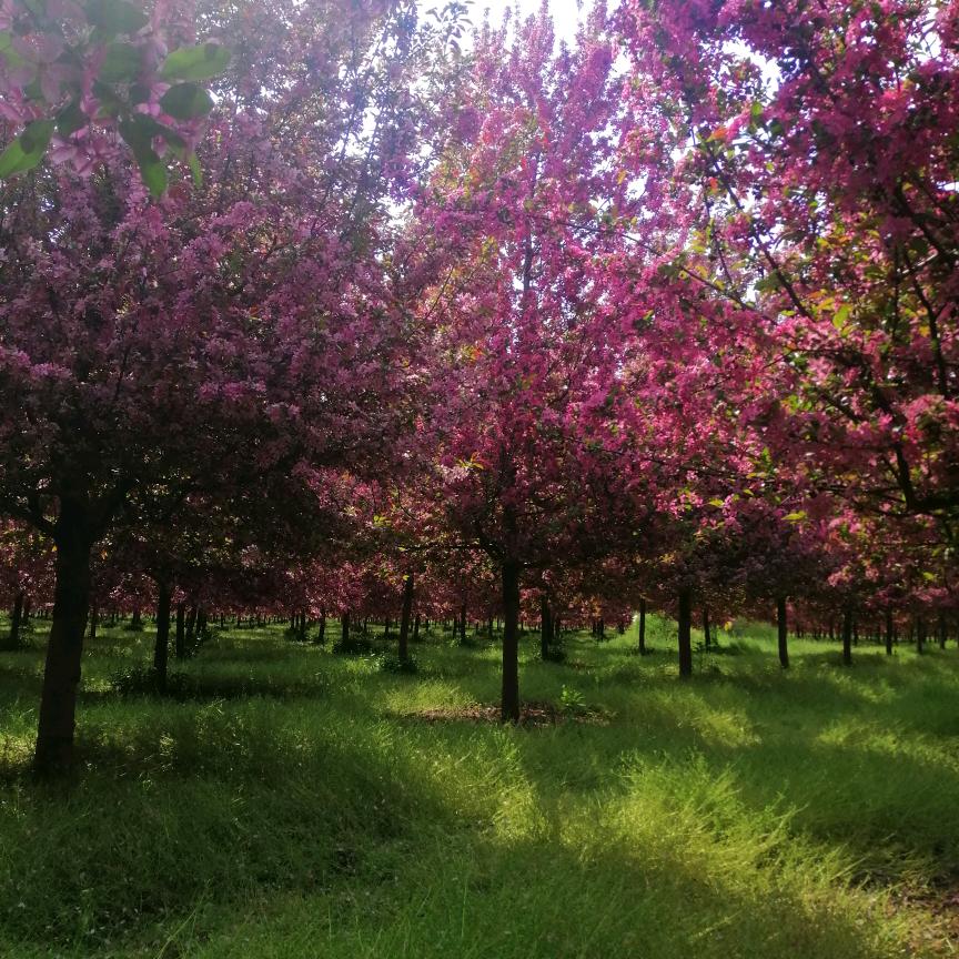 双双的快乐👗👗🐀🐀🍎🌸🌸?