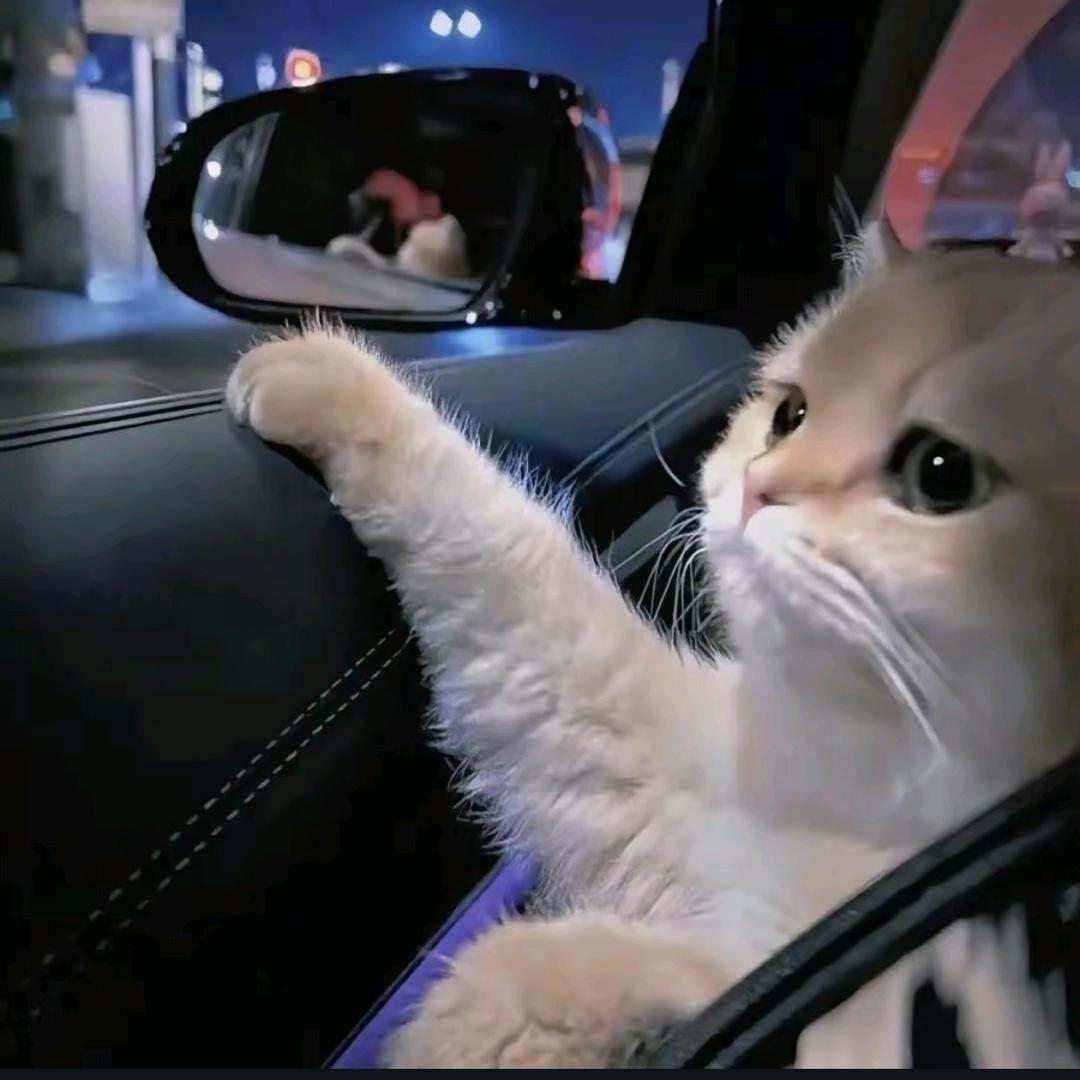 悟小ฅ(*`ω´*)ฅ🐱