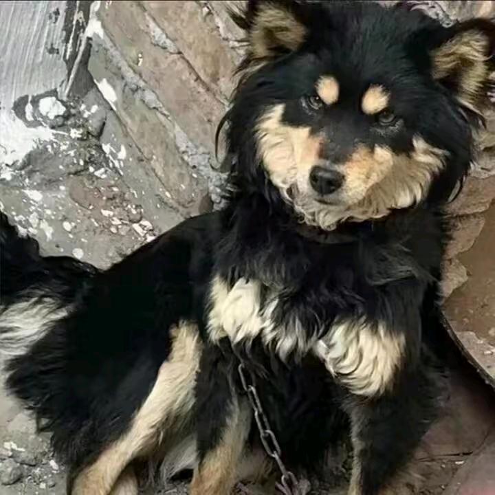 walali(啥都播点版)