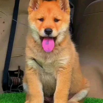 张记（土猎）八表哥