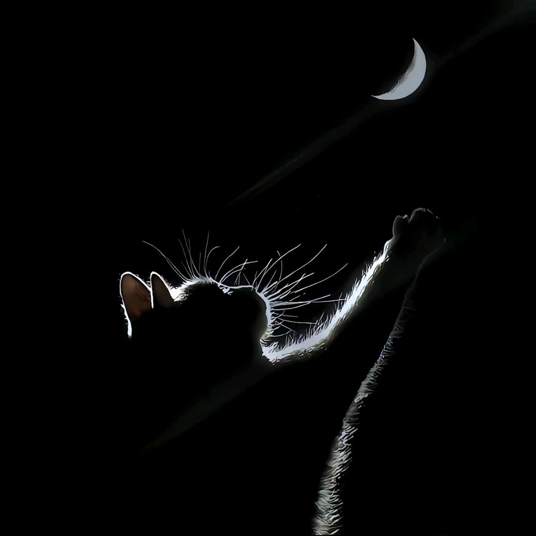🍆🌙