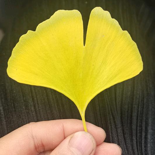 雨中的那一沫，微笑