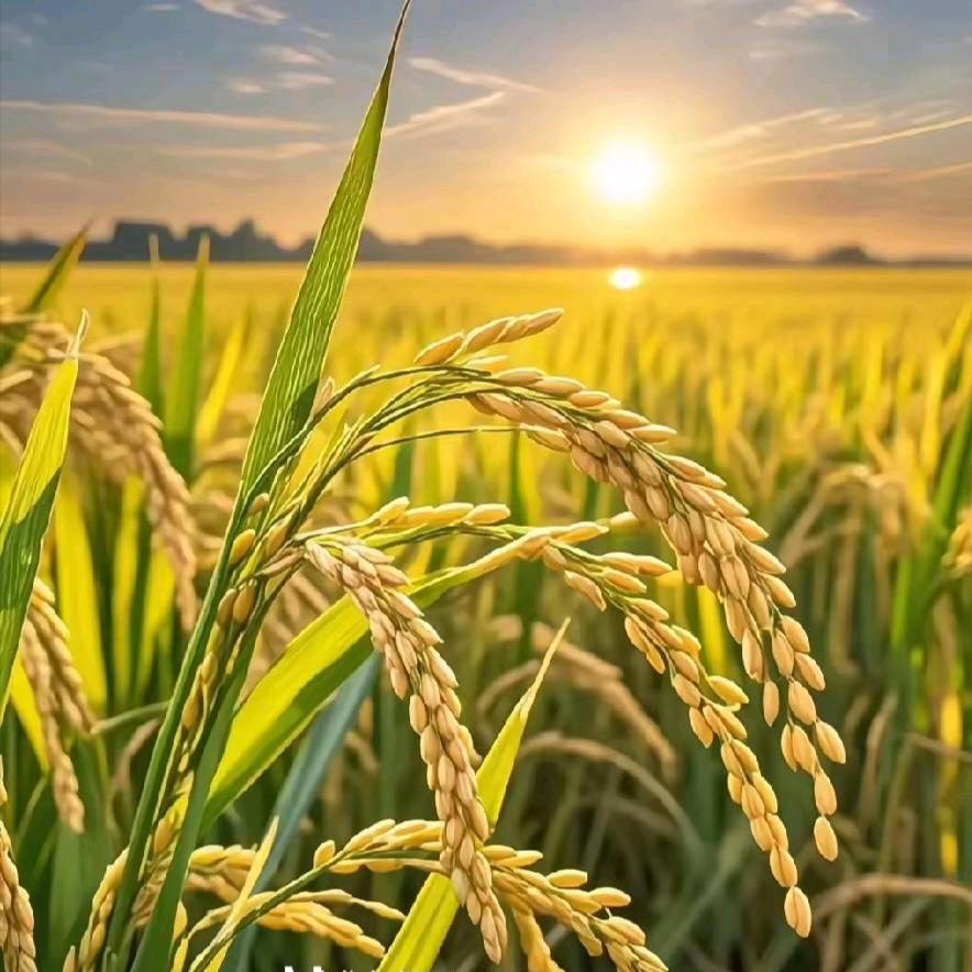 🌈艳子姐姐🍭🍭