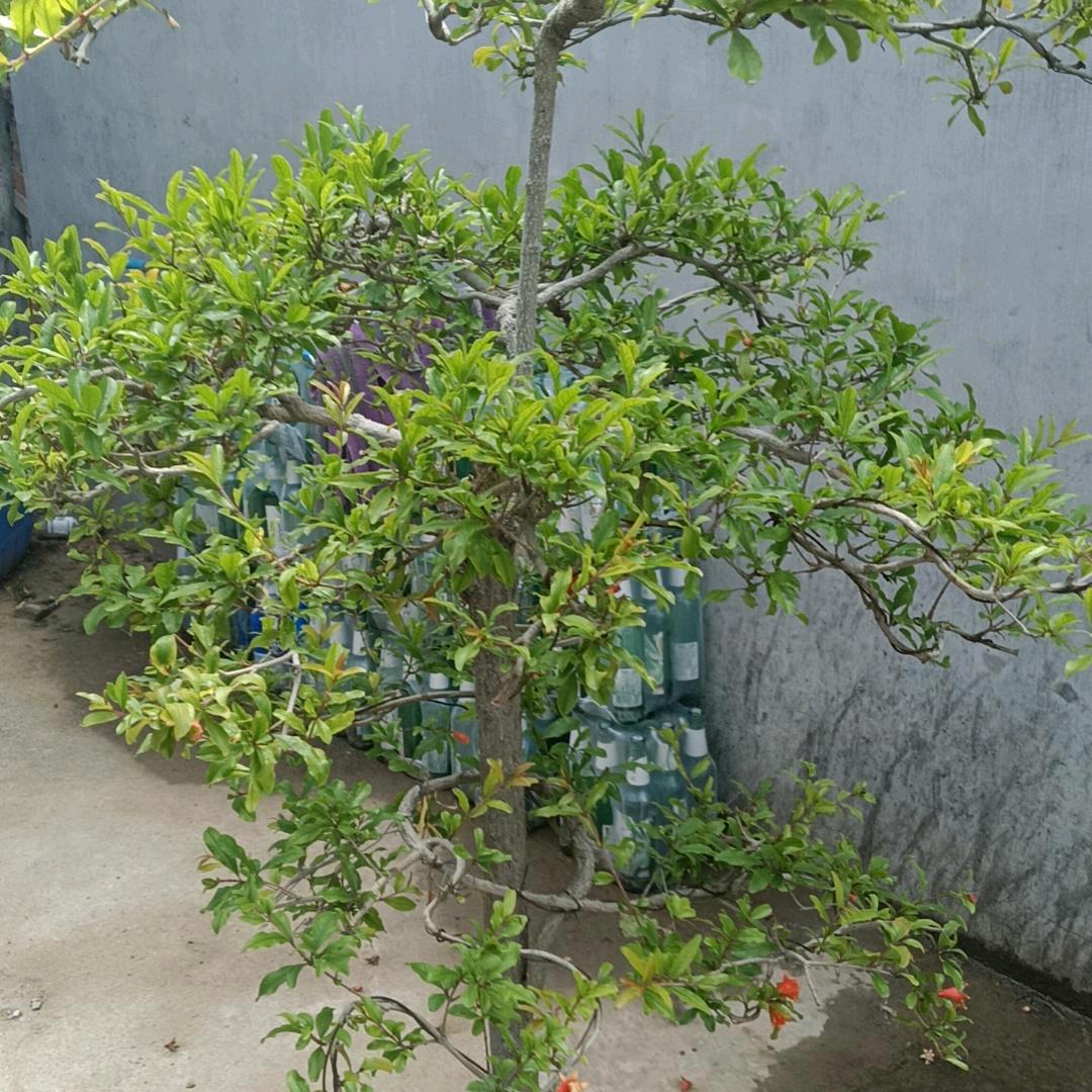 春晓雨