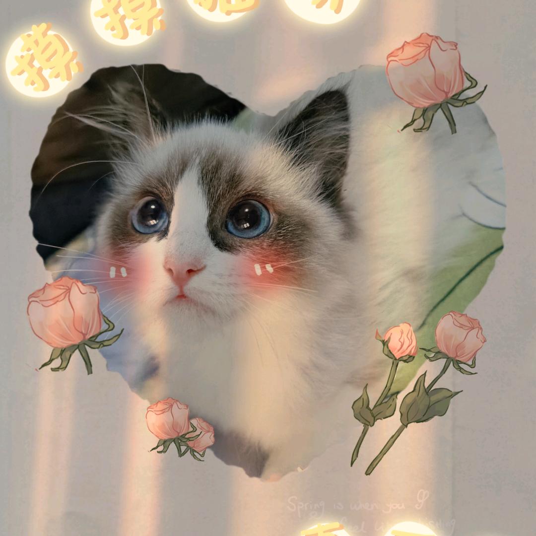 QQ糖不Q