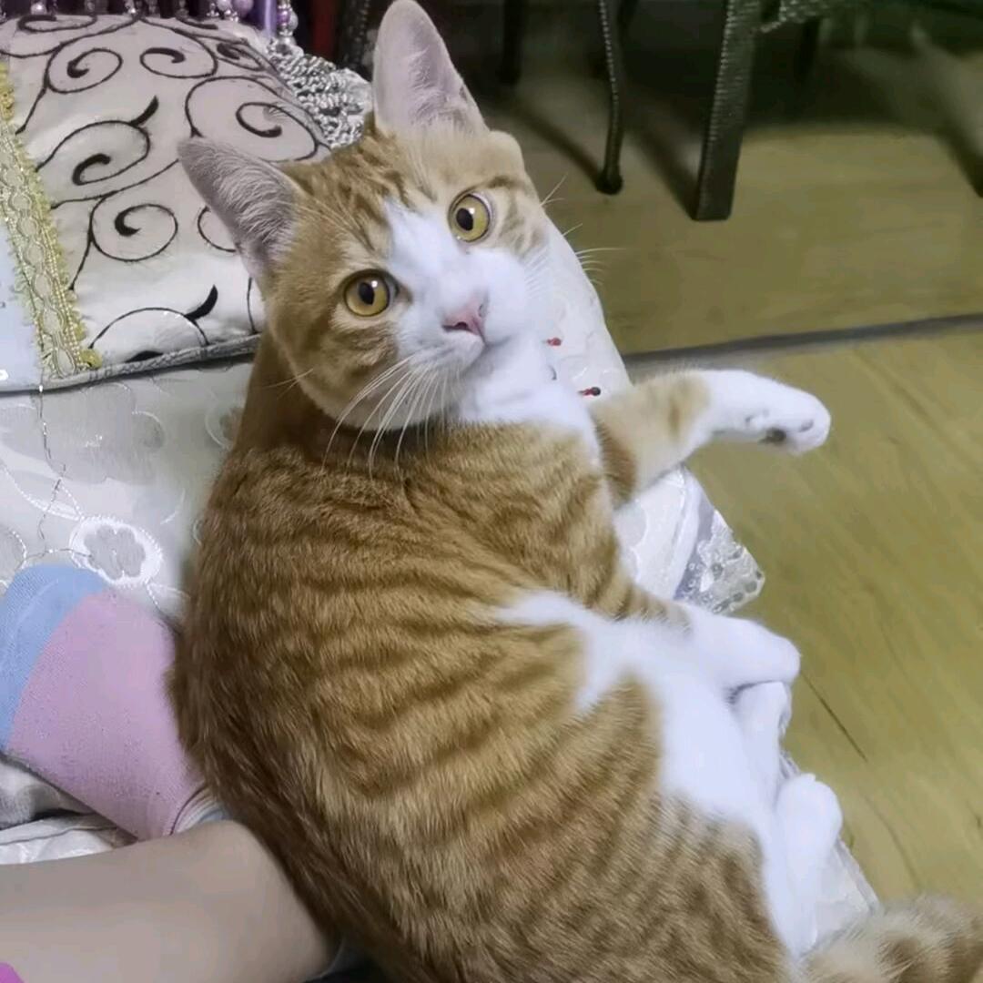 金豆子的快乐生活