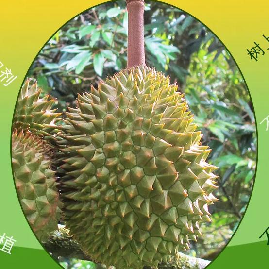 佛山市南海区罗村俊雅苑榴莲多主营金凤壹号