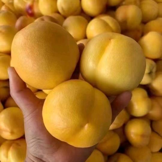 一号蜜桃🍑