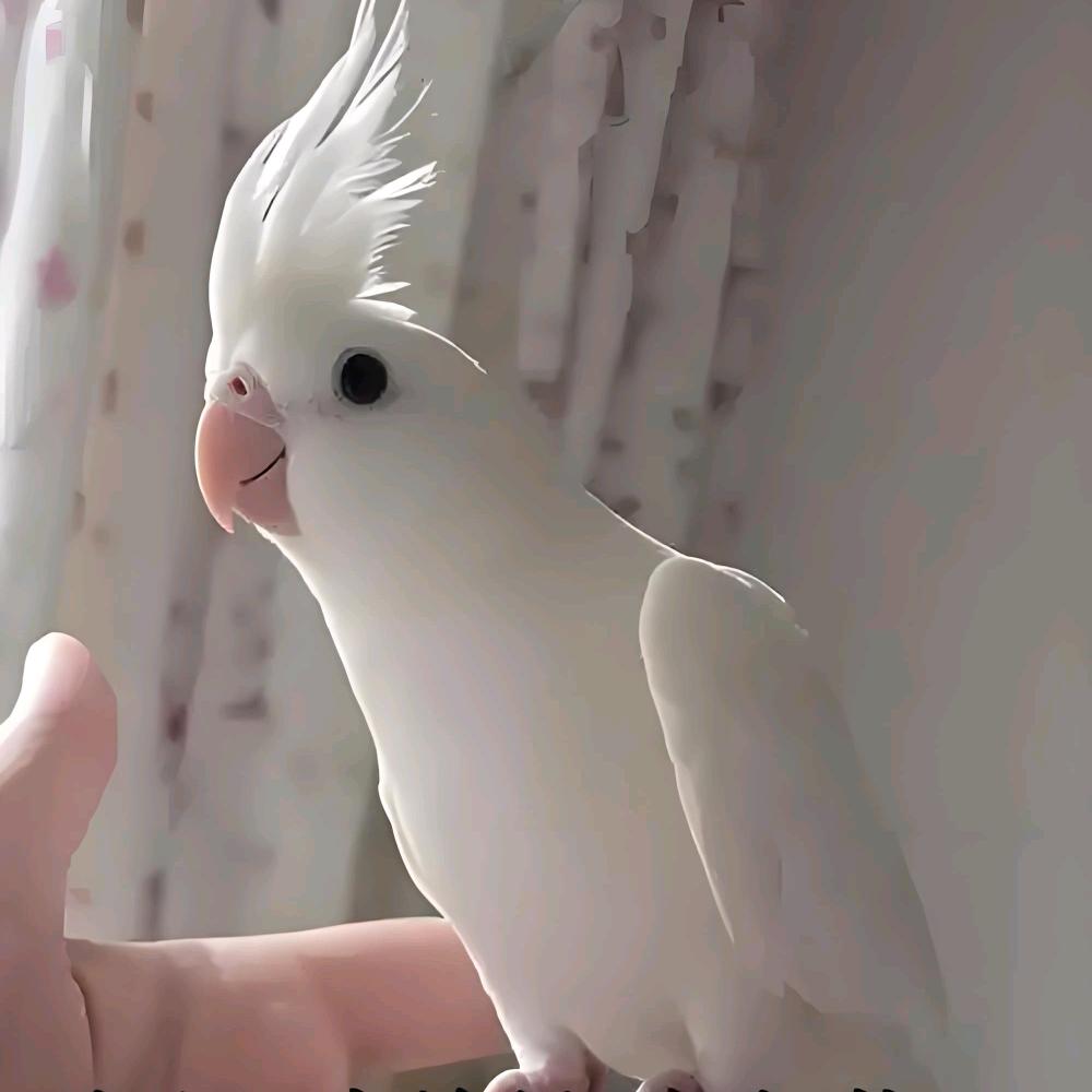 御蓝宠物小铺