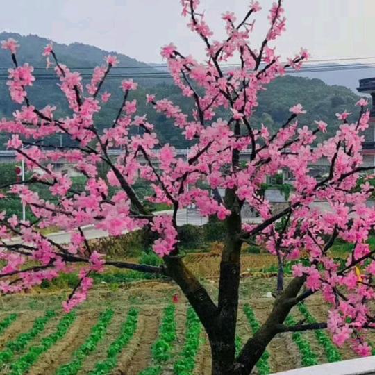 冰山王子