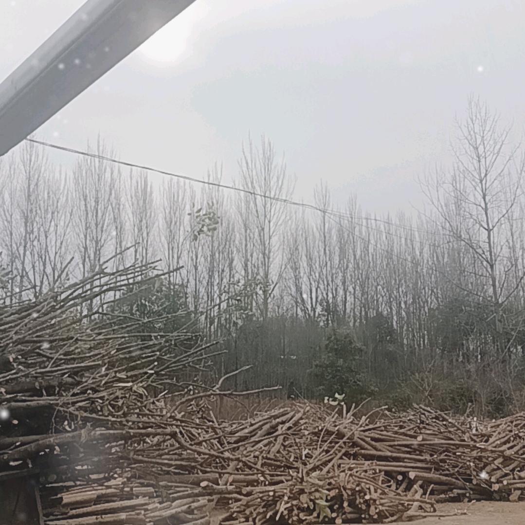 小刘庄树厂