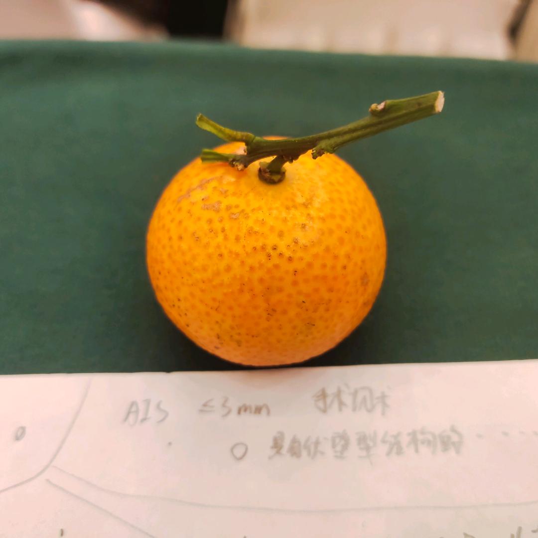 星星✨(乱斗猛男)