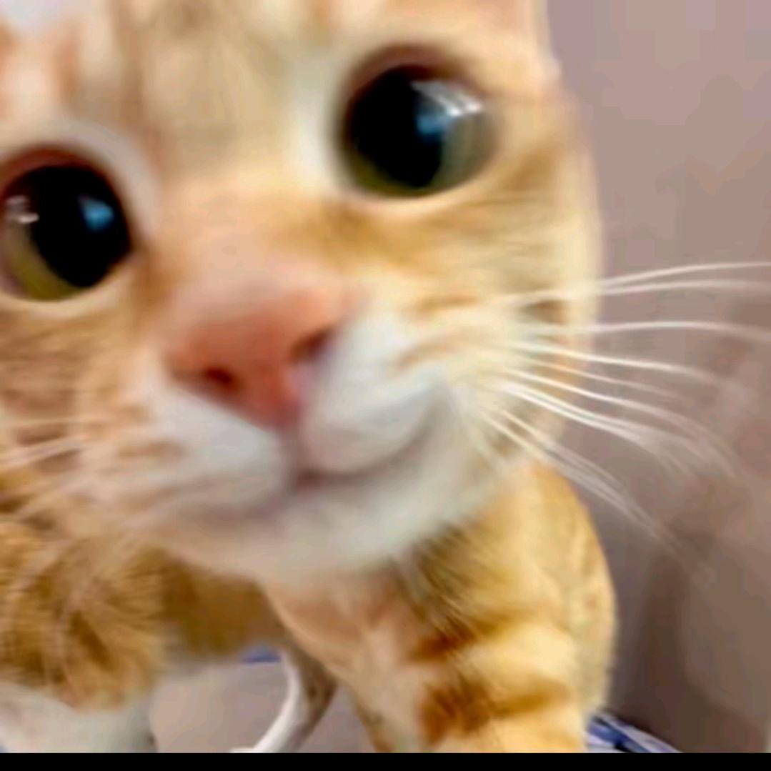 猫光光