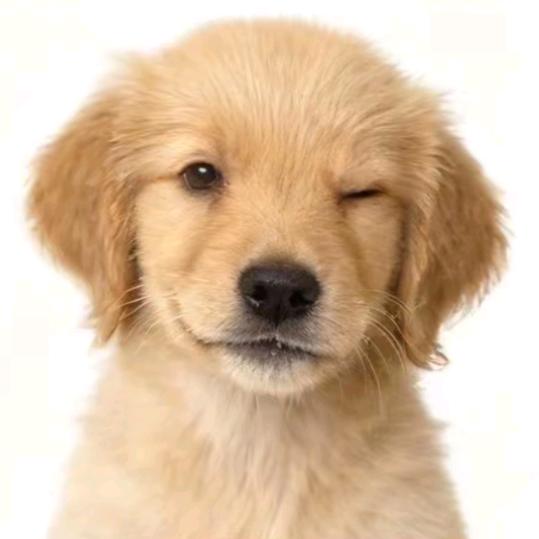 可乐雪儿呀🐾🐾