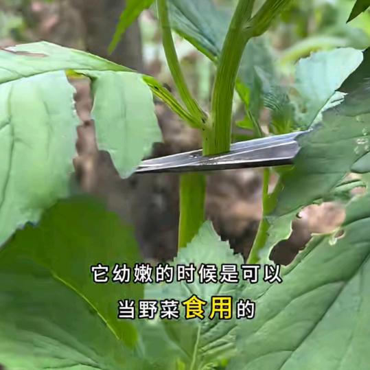 🇹🇳阳光总在风雨后🇹🇷