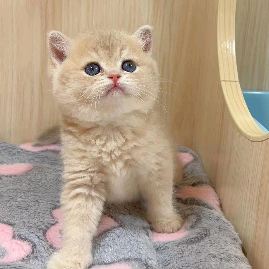 狸.