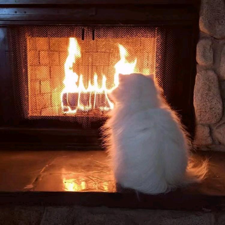 孤独成性